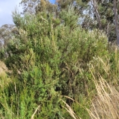 Kunzea ericoides at Carwoola, NSW - 21 Jan 2023 09:35 AM