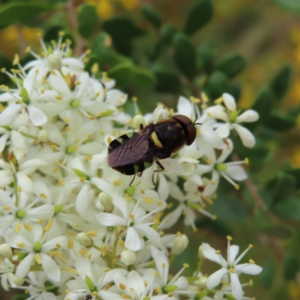 Odontomyia hunteri at Pearce, ACT - 21 Jan 2023