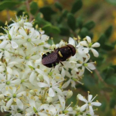 Odontomyia hunteri (Soldier fly) at Pearce, ACT - 21 Jan 2023 by MatthewFrawley