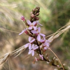 Stylidium graminifolium (Grass Triggerplant) at Cuumbeun Nature Reserve - 20 Jan 2023 by trevorpreston
