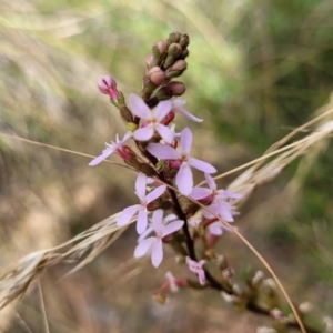 Stylidium graminifolium at Carwoola, NSW - 21 Jan 2023 09:34 AM