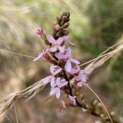 Stylidium graminifolium (Grass Triggerplant) at Carwoola, NSW - 20 Jan 2023 by trevorpreston