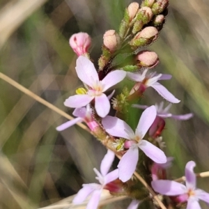 Stylidium graminifolium at Carwoola, NSW - 21 Jan 2023 09:34 AM