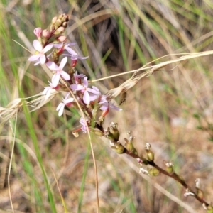 Stylidium graminifolium at Carwoola, NSW - 21 Jan 2023 09:34 AM