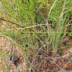 Stylidium graminifolium at Carwoola, NSW - 21 Jan 2023 09:34 AM