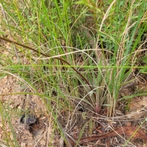 Stylidium graminifolium at Carwoola, NSW - 21 Jan 2023 09:34 AM