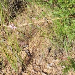 Stylidium graminifolium at Carwoola, NSW - 21 Jan 2023