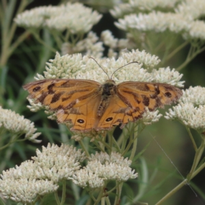 Heteronympha merope at Pearce, ACT - 21 Jan 2023