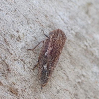 Putoniessa sp. (genus) (A leafhopper) at Murrumbateman, NSW - 20 Jan 2023 by SimoneC