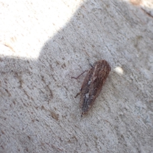 Putoniessa sp. (genus) at Murrumbateman, NSW - 20 Jan 2023