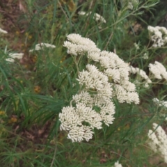 Cassinia longifolia at Pearce, ACT - 21 Jan 2023