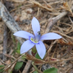 Isotoma fluviatilis subsp. australis (Swamp Isotome) at Pearce, ACT - 21 Jan 2023 by MatthewFrawley