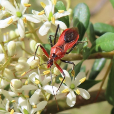 Gminatus australis (Orange assassin bug) at Mount Taylor - 21 Jan 2023 by MatthewFrawley