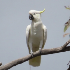 Cacatua galerita (Sulphur-crested Cockatoo) at Kambah, ACT - 21 Jan 2023 by MatthewFrawley