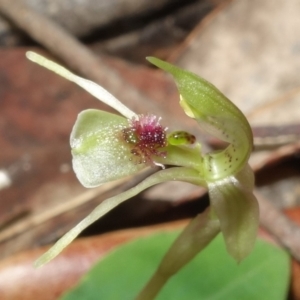 Chiloglottis sylvestris at Jerrawangala, NSW - 20 Jan 2023