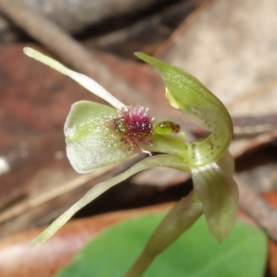 Chiloglottis sylvestris (Small Wasp Orchid) at Jerrawangala National Park - 20 Jan 2023 by RobG1