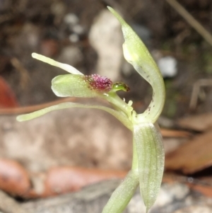 Chiloglottis sylvestris at Jerrawangala, NSW - 20 Jan 2023