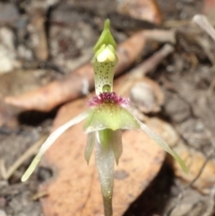 Chiloglottis sylvestris at Jerrawangala, NSW - suppressed