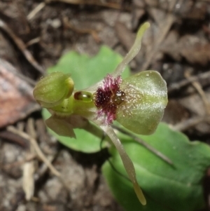 Chiloglottis sylvestris at Jerrawangala, NSW - 20 Jan 2023