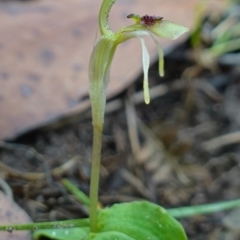 Chiloglottis sylvestris at Jerrawangala, NSW - 20 Jan 2023