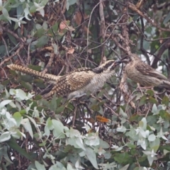 Eudynamys orientalis at Higgins, ACT - 21 Jan 2023 07:24 PM