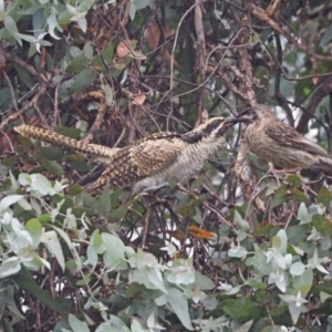 Eudynamys orientalis at Higgins, ACT - 21 Jan 2023 07:24 PM