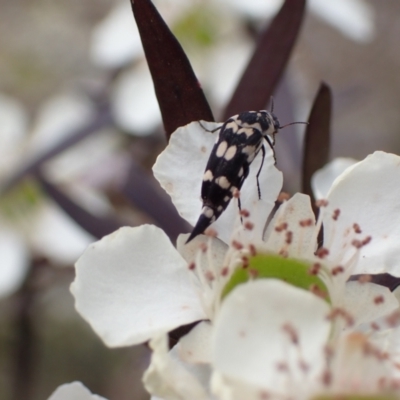 Hoshihananomia leucosticta (Pintail or Tumbling flower beetle) at Murrumbateman, NSW - 14 Jan 2023 by SimoneC