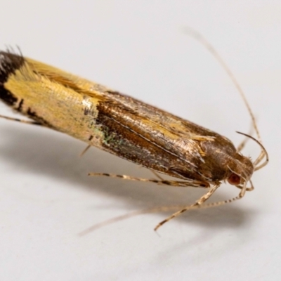 Labdia deliciosella (A Cosmet moth) at Jerrabomberra, NSW - 20 Jan 2023 by MarkT