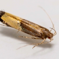 Labdia deliciosella (A Cosmet moth) at Jerrabomberra, NSW - 20 Jan 2023 by MarkT