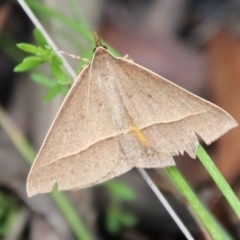 Epidesmia chilonaria (Golden-winged Epidesmia) at Budawang, NSW - 21 Jan 2023 by LisaH