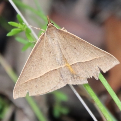 Epidesmia chilonaria (Golden-winged Epidesmia) at QPRC LGA - 21 Jan 2023 by LisaH