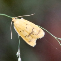 Eulechria subpunctella (A Concealer Moth) at Budawang, NSW - 21 Jan 2023 by LisaH