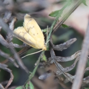 Eulechria subpunctella at Budawang, NSW - 21 Jan 2023 04:02 PM