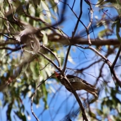 Oriolus sagittatus (Olive-backed Oriole) at Budawang, NSW - 21 Jan 2023 by LisaH