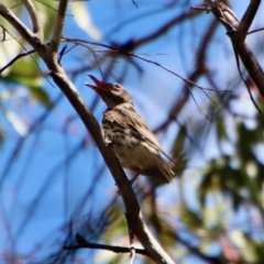 Oriolus sagittatus at Budawang, NSW - 21 Jan 2023