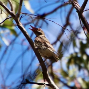 Oriolus sagittatus at Budawang, NSW - 21 Jan 2023