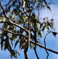 Oriolus sagittatus at Budawang, NSW - 21 Jan 2023