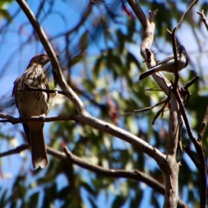 Oriolus sagittatus at Budawang, NSW - 21 Jan 2023 03:36 PM