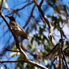 Oriolus sagittatus at Budawang, NSW - 21 Jan 2023 03:36 PM