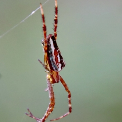 Plebs bradleyi (Enamelled spider) at QPRC LGA - 21 Jan 2023 by LisaH