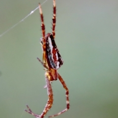 Plebs bradleyi (Enamelled spider) at Budawang, NSW - 21 Jan 2023 by LisaH