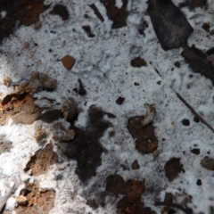 Unidentified Other fungus (TBC) at Budawang, NSW - 21 Jan 2023 by LisaH