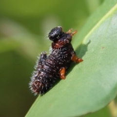 Perginae sp. (subfamily) (Unidentified pergine sawfly) at QPRC LGA - 21 Jan 2023 by LisaH