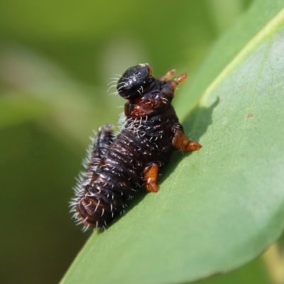 Perginae sp. (subfamily) (Unidentified pergine sawfly) at QPRC LGA - 21 Jan 2023 by LisaH