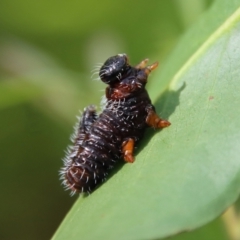 Perginae sp. (subfamily) (Unidentified pergine sawfly) at Budawang, NSW - 21 Jan 2023 by LisaH