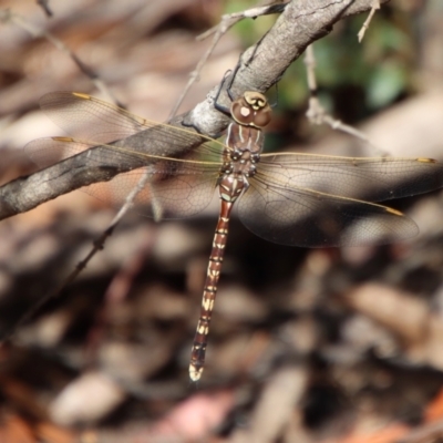 Adversaeschna brevistyla (Blue-spotted Hawker) at QPRC LGA - 21 Jan 2023 by LisaH