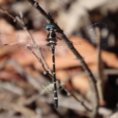 Eusynthemis sp. (genus) (Tigertail) at QPRC LGA - 21 Jan 2023 by LisaH