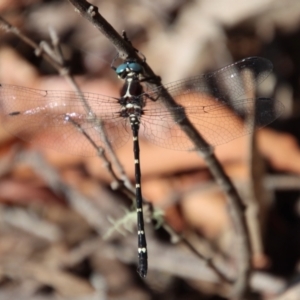 Eusynthemis sp. (genus) at Budawang, NSW - 21 Jan 2023 04:50 PM