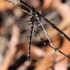 Eusynthemis sp. (genus) at Budawang, NSW - 21 Jan 2023