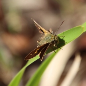 Timoconia flammeata at Budawang, NSW - 21 Jan 2023